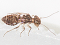 Ectopsocus petersi